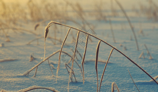 雪花寒冬美丽的圣诞风景雪在夕阳下落浅地深处的冬天图片