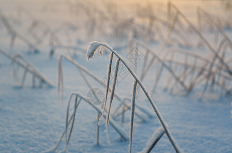 寒冬美丽的圣诞风景雪在夕阳下落浅地深处亮度的雪花图片