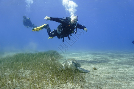乌龟动物飞行潜水员和海龟景观图片
