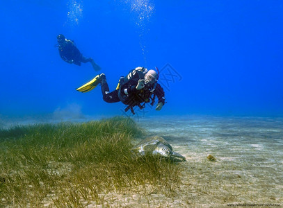 水下深潜员和海龟背景图片
