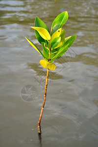 在湿地保护土壤中生长的红树林植物与暴风雨和繁殖动物之间的连结地球细节风暴野生动物高清图片素材