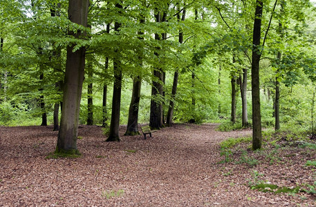 天活力绿色林中的用木制凳子景观高清图片素材