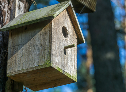 鸟巢横向接受木材活片不受模糊背景影响右侧的清除问题屋野生动物背景图片