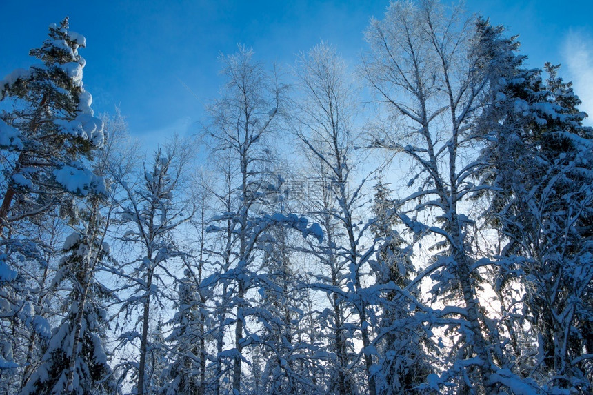 户外北松树阳光日落的冬季森林雪覆盖的树顶在蓝天空背景的上太阳光照在森林中的白雪覆盖分支中图片