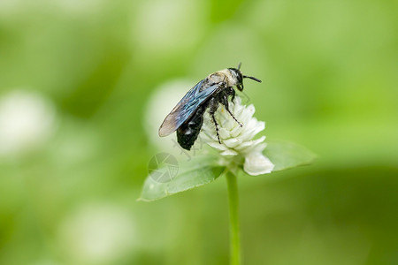 动物甲虫春天蜜蜂在白草花上翅膀高清图片素材