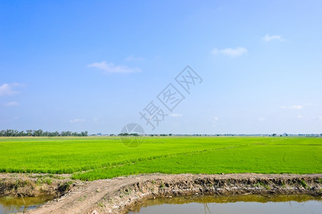 景观蓝色的田和人行道稻图片