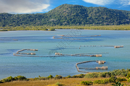 加井岛旅行沿海在南非汤加岛KosiBay河口建造的传统Tsonga鱼捕网土著背景