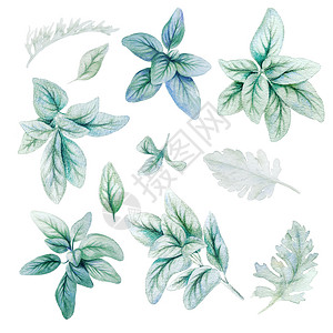 维多利亚时代可爱的银花羊耳叶水彩绿色收集手工绘画插图背景图片