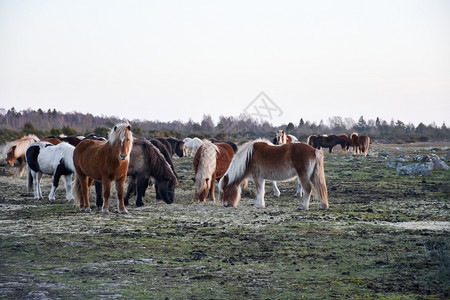 哺乳动物马匹自然高清图片素材