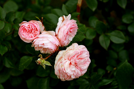 关心季节秋天布什玫瑰花上的大朵粉红玫瑰枯萎准备坠落图片