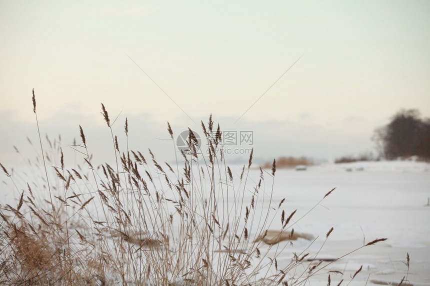 寒冷的风摇动了干枯的尾巴冬季湖被白雪冰冻天气秸秆甘蔗图片