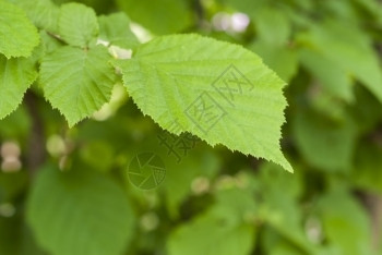 植物树叶特写镜头模糊背景上的绿叶特写镜头有机的户外图片