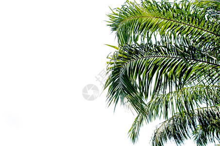 下垂白背景上孤立的棕榈叶绿色生活背景图片