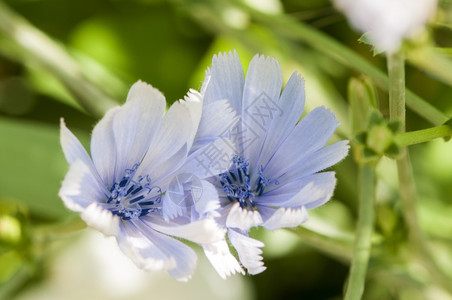 经过春天花朵周围有青草的浅蓝色鲜花图片