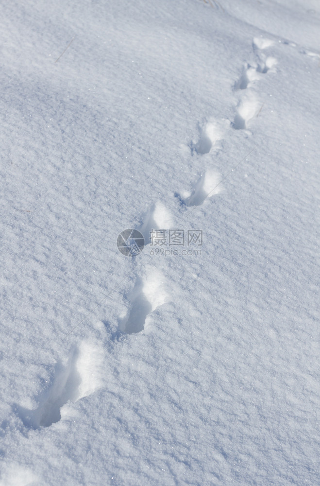 哺乳动物森林雪中野兔的踪迹动物图片