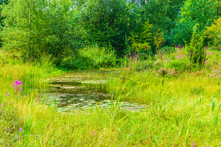 反射美丽的绿色池塘自然森林景观春天草地图片