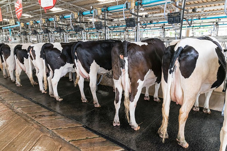 自动的牧场农奶牛荷斯坦图片