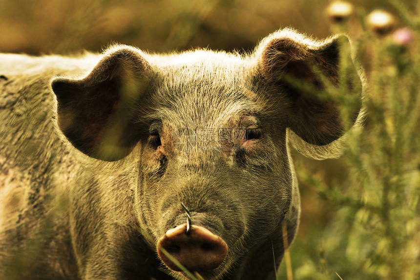 婴儿脸农业年轻的家禽猪肖像画生活在农场的肮脏动物图片