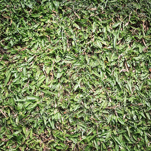 肮脏的公共园肮脏绿草场地色图片