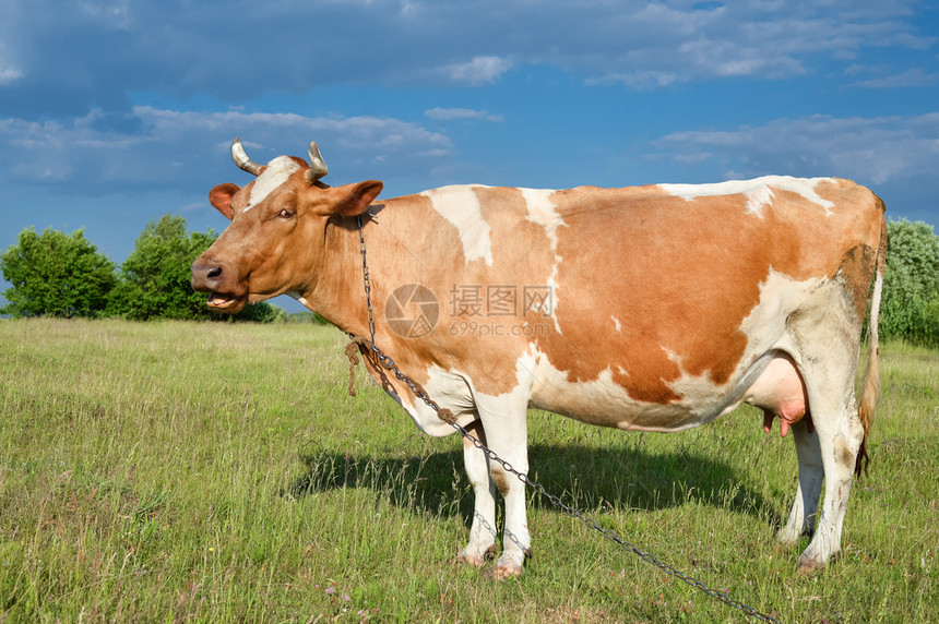 牧场牛的背景简介亮绿地背景明田亮地红斑牛全长的牧遍地草原鲜绿野背景村庄动物图片