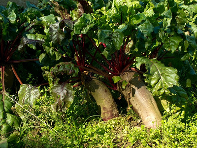 经过健康有机的BeetrootBeta粗俗土壤中有机农业生产图片