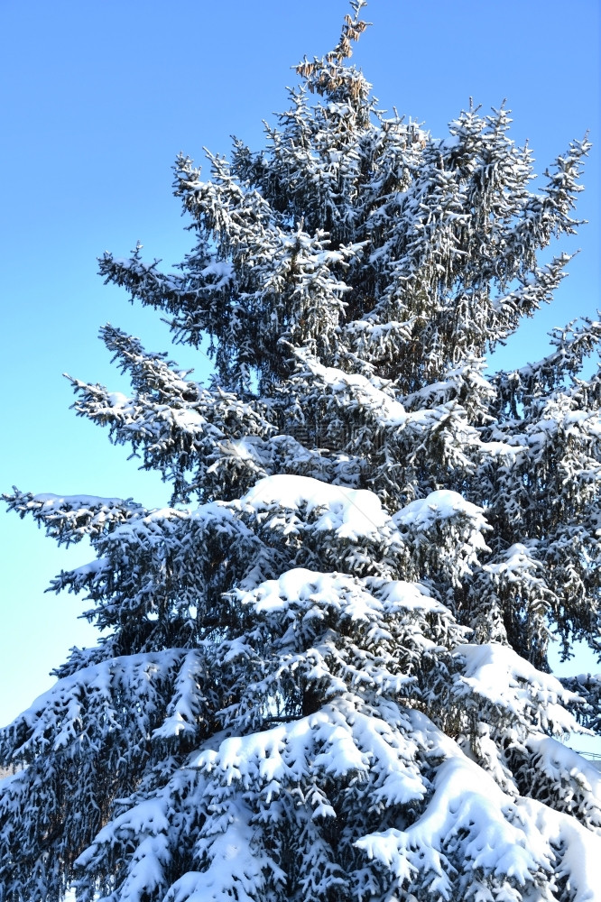 冷冻天空美丽的冬季白雪和寒风中的圣诞树图片