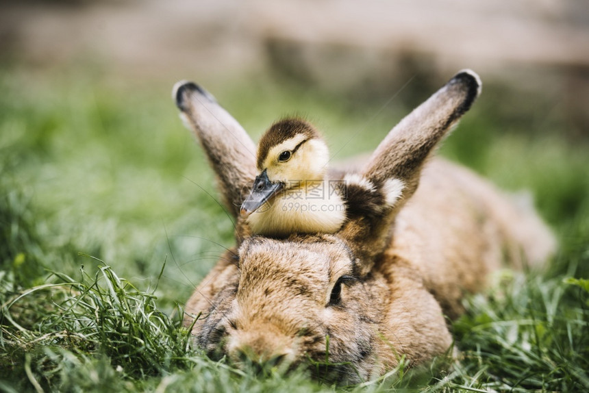 织物空白的野鸭坐在兔头顶绿色草地上高的图片