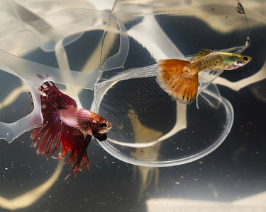 业务案子花朵试图从塑料污染中逃脱的Betta鱼图片