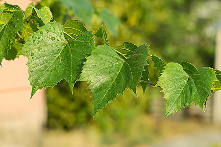 质地夏天然本底葡萄的绿树叶颜色图片