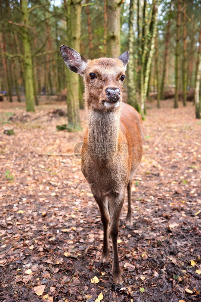 步行家庭常设森林野生物中的鹿图片