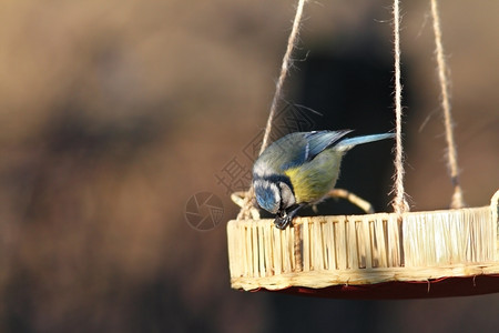 蓝奶子食用饲料中的小种籽帕鲁斯野生动物山雀图片