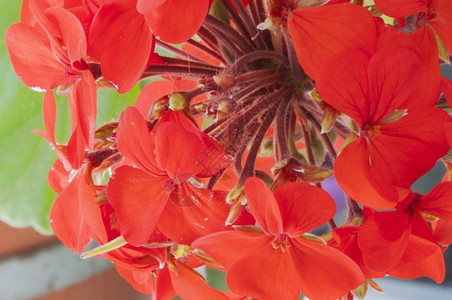 花朵红色的天竺葵Geraniumphaeum大花瓣丰富多彩的图片
