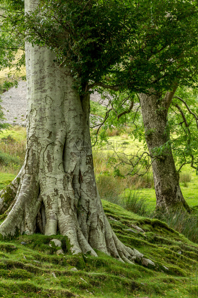 葱茏山Buttermere是联合王国坎布里亚湖区泊之一布特默尔附近生长的树木绿色图片