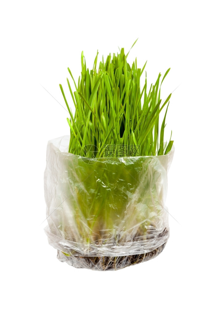 用于养猫的草生长在孤立于白色背景的包裹中绿色对待室内的图片