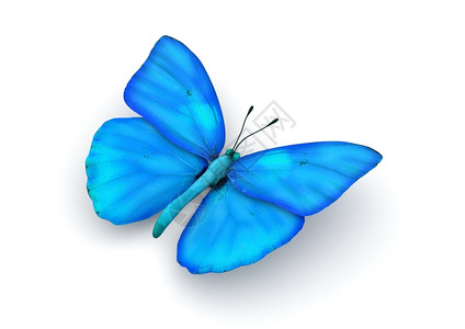 马里波萨蓝色的蝴蝶白背景系列中孤立的三维字符青色漏洞插画