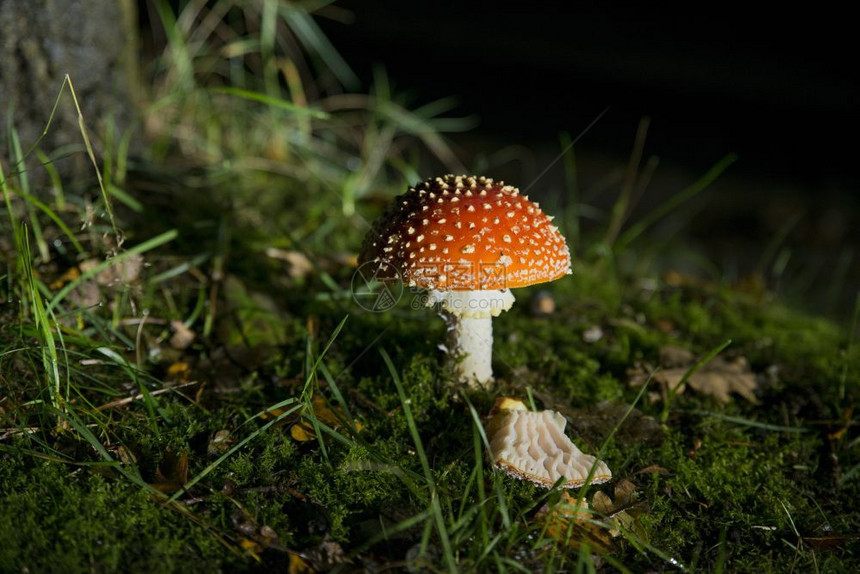 草季节生长AmanitaMuscaria红蘑菇有白色斑点晚上绿森林背景灯光照亮图片