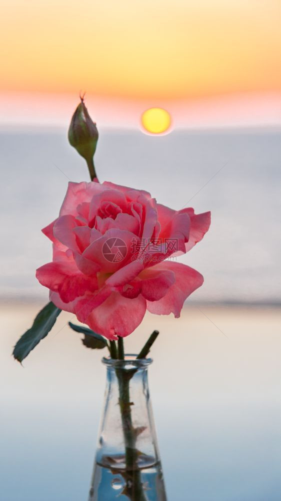 夕阳海边景色下的玫瑰图片