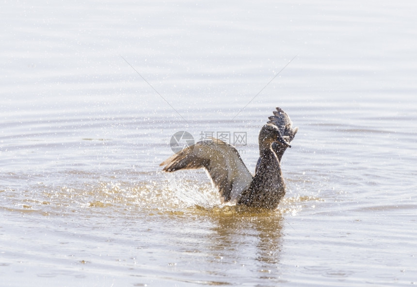野鸭Anaplatyrhynchos在水中游泳动物群安娜荒野图片
