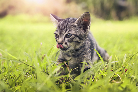 草地上玩耍的猫咪图片