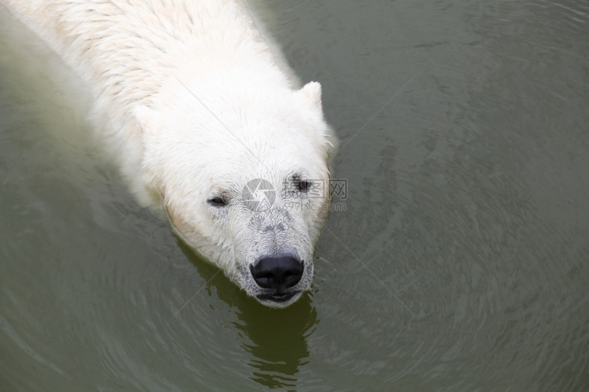 自然哺乳动物北极熊在水中野生动物图片