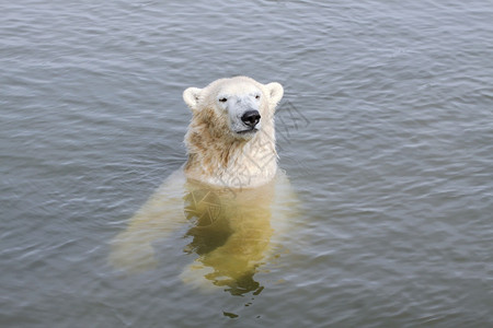 海军陆战队哺乳动物小熊座北极在水中图片