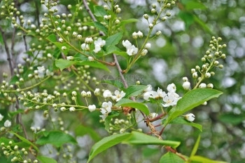 生活春天花瓣5月在然灌木屋外的上白春花图片