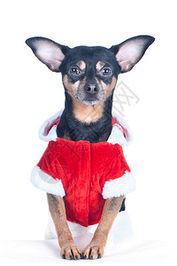 套装戏服新年西的狗孤立在白色圣诞主题新年上帽子图片