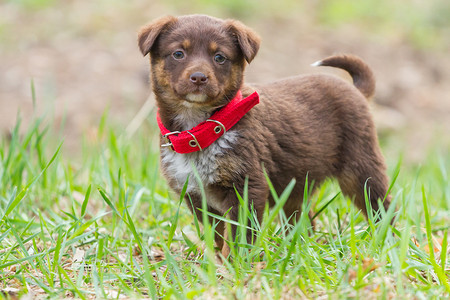 可爱的快乐穿着红领美丽小狗在草地上婴儿快乐的高清图片素材