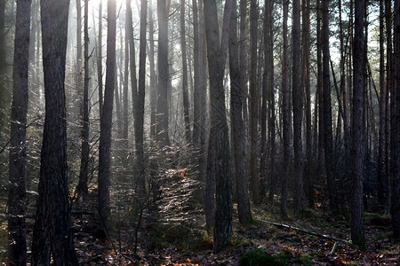 光线在荷兰Hoendlooo的木头中由雾喷背光弥漫着神秘主义有雾树木图片