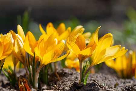 黄色的生长雀在春天的阳光下盛开植物学图片