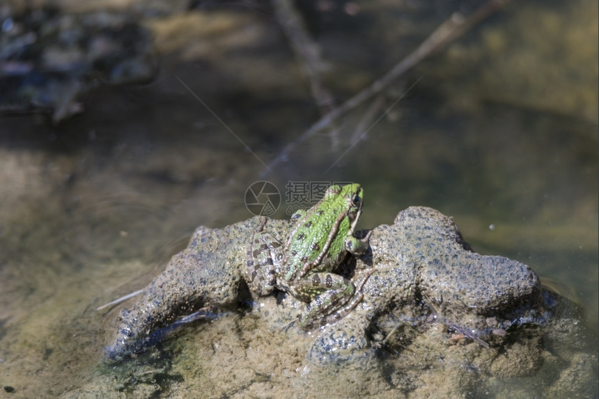 地面在湿上休息的绿青蛙叶子环境图片