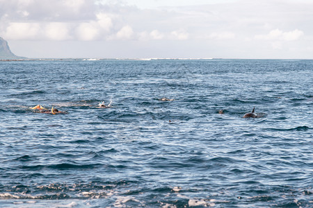 哺乳动物在海洋中游泳的豚和浮动物娱乐荒野浮潜者高清图片素材