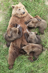 孩子带新生儿的棕熊哺乳动物野生图片