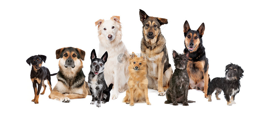 一群九只混种狗在白人背景的狗面前只有服从钥匙杂交图片